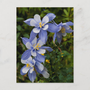 Cartão Postal Aquilegia Azul do Colorado perto de Telluride Colo
