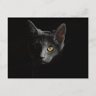 Cartão Postal Ar Curto Europeu Gato Preto Retrato de gato