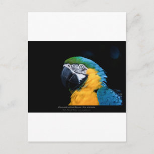 Cartão Postal Ara ararauna - Maca azul e amarela 01
