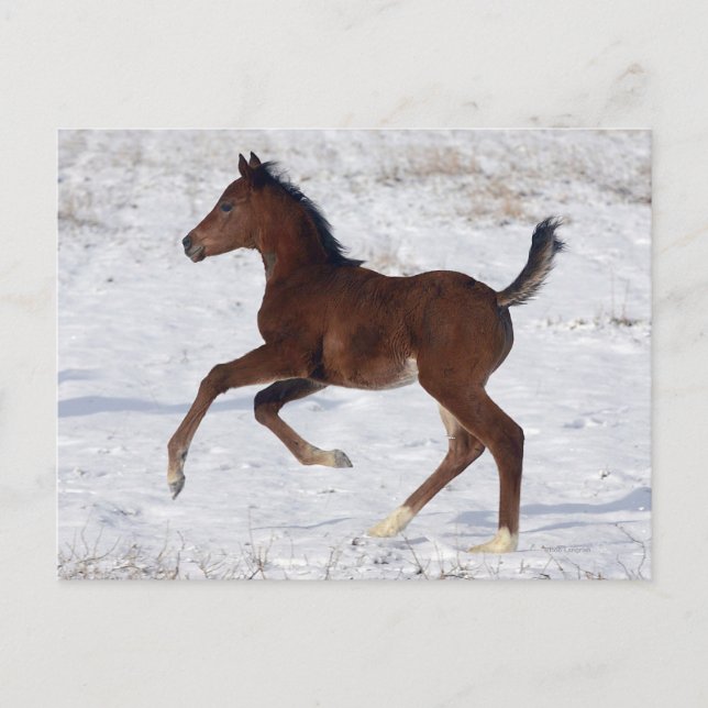 Cartão Postal Arab Foal in the Snow (Frente)