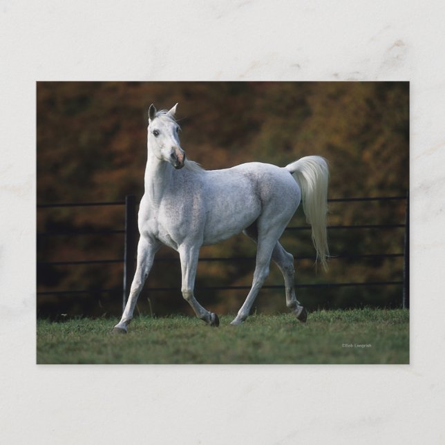 Cartão Postal Arab Horse Running 1 (Frente)