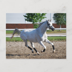 Cartão Postal Árabe 1