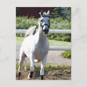 Cartão Postal Árabe 2