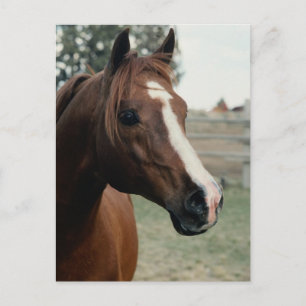 Cartão Postal Árabe em Pasture