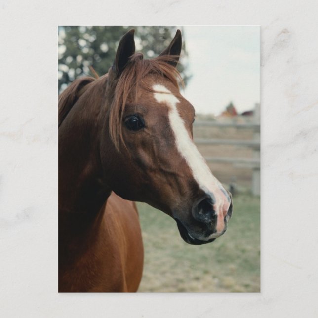 Cartão Postal Árabe em Pasture (Frente)