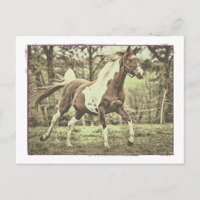 Cartão Postal Árabe Pinto (Frente)