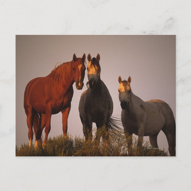 Cartão Postal Árabes ao pôr do sol (Frente)