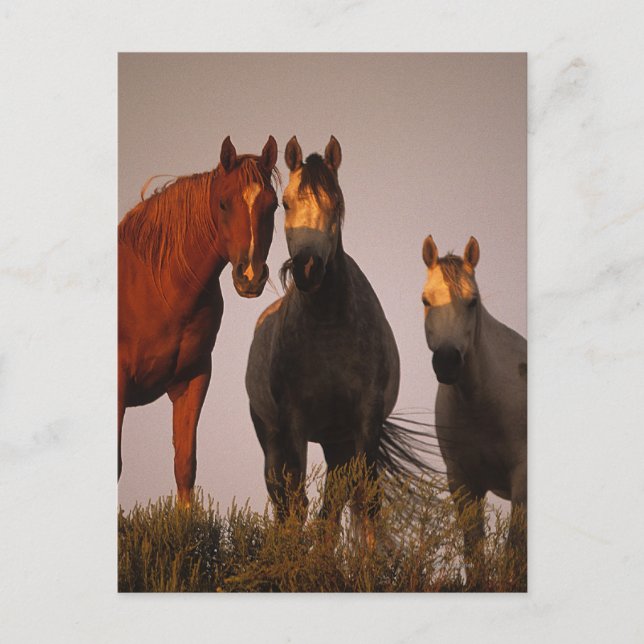 Cartão Postal Árabes ao pôr do sol (Frente)