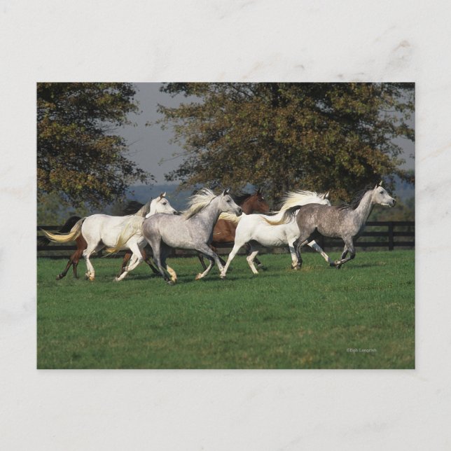 Cartão Postal Árabes Correndo no Campo (Frente)