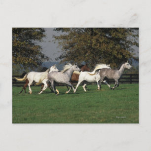 Cartão Postal Árabes Correndo no Campo