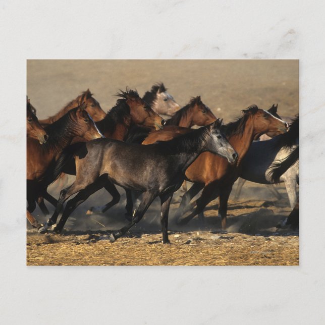 Cartão Postal Árabes correndo no deserto (Frente)