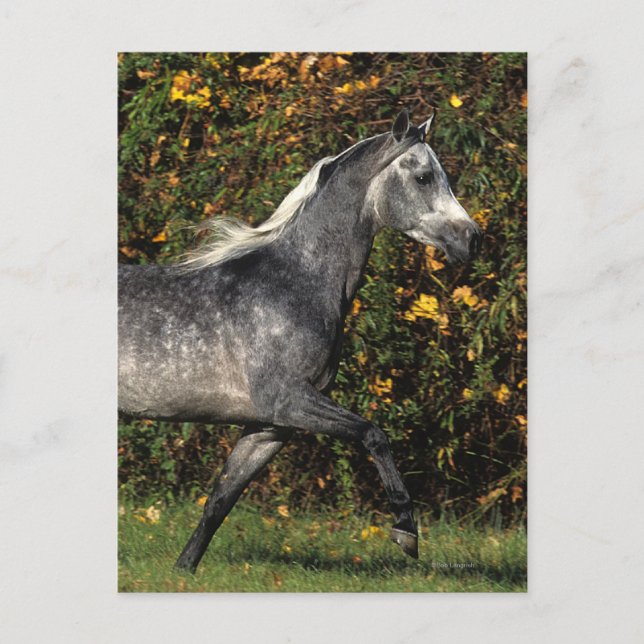 Cartão Postal Árabes Correndo: outono (Frente)