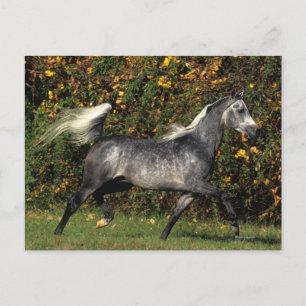 Cartão Postal Árabes Correndo: outono