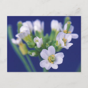 Cartão Postal Arabidopsis Thaliana Flower
