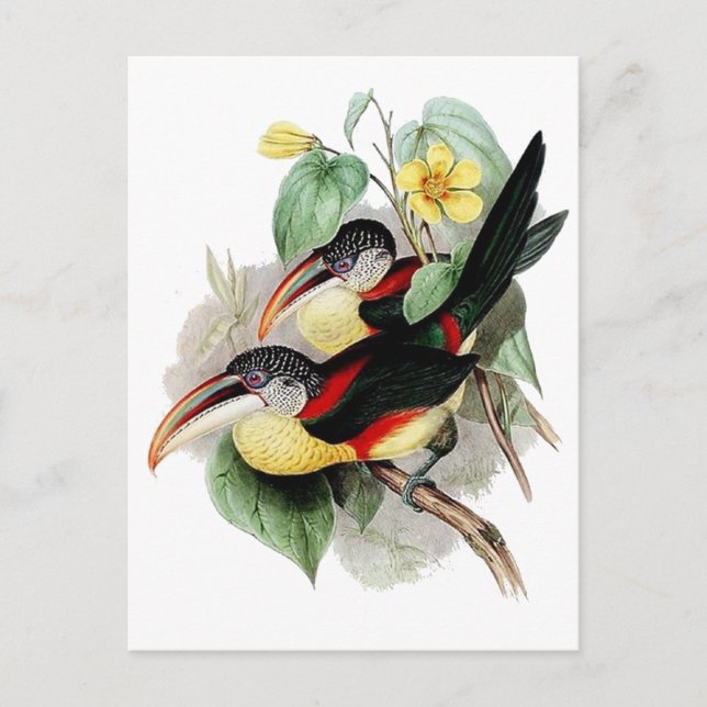 Cartão Postal Aracari de Credo Curl (Frente)