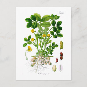 Cartão Postal Arachis hypogaea (Amendoim)