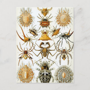 Cartão Postal Aracnídeos por Ernst Haeckel, Aranhas Vintage