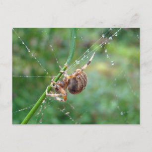 Cartão Postal Araneus - Orb Weaver Spider
