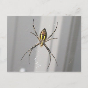 Cartão Postal Aranha assustador grande