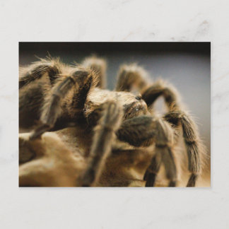 Cartão Postal Aranha Contemplativa - Imagem de Arte Tarantula 8