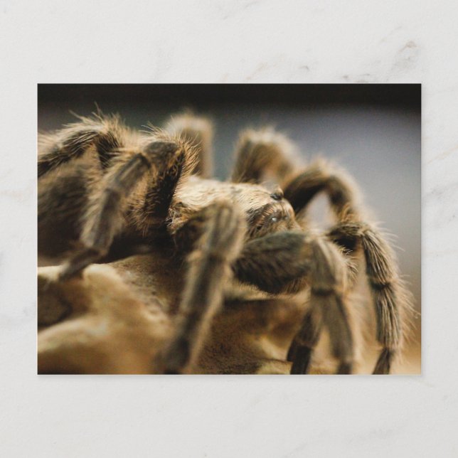 Cartão Postal Aranha Contemplativa - Imagem de Arte Tarantula 8 (Frente)