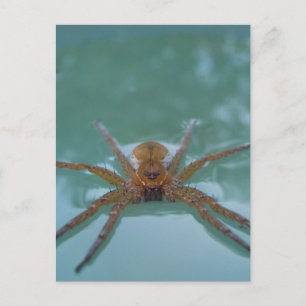 Cartão Postal Aranha-da-água