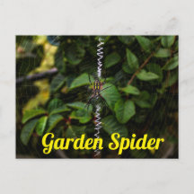 Aranha de Jardim Construindo uma Teia