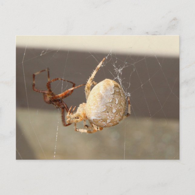 Cartão Postal Aranha de Perto (Frente)
