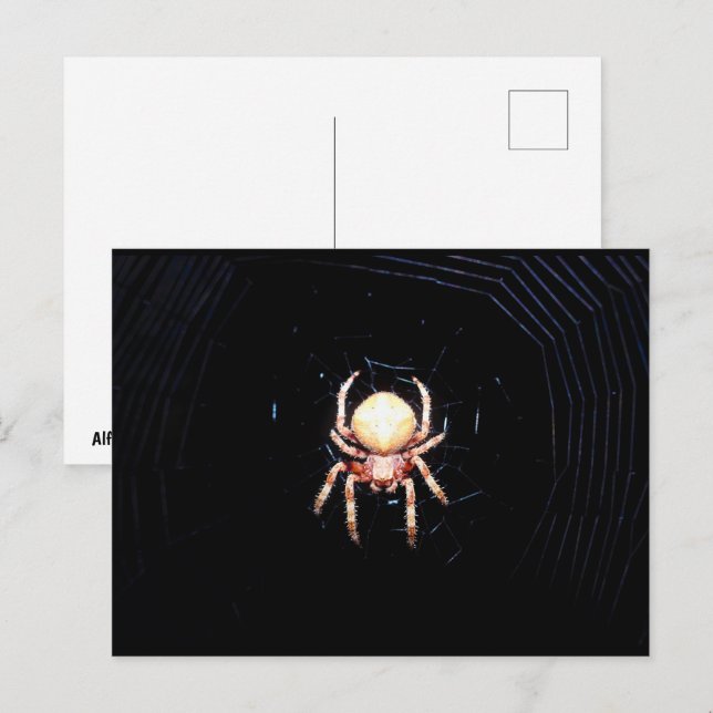 Cartão Postal Aranha de Rodas Laranja (Frente/Verso)