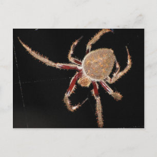 Cartão Postal Aranha do Jardim Comum