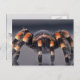 Cartão Postal Aranha-do-mato-tarantula (Frente/Verso)