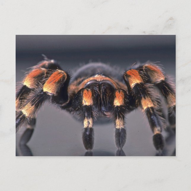 Cartão Postal Aranha-do-mato-tarantula (Frente)