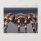 Cartão Postal Aranha-do-mato-tarantula (Frente)