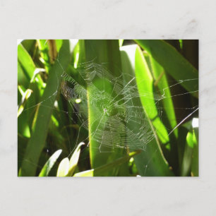 Cartão Postal Aranha-do-mato-tropical deixa a natureza verde