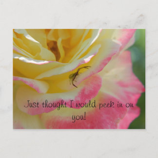 Cartão Postal Aranha em um Cartão-postal Rosa