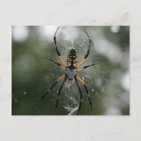 Aranha Enorme / Argiope Amarelo e Preto
