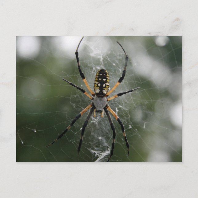 Cartão Postal Aranha Enorme / Argiope Amarelo e Preto (Frente)