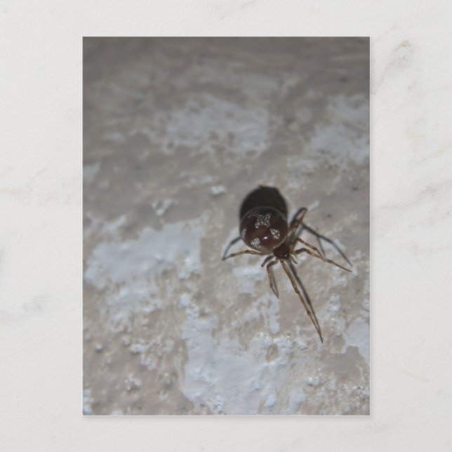 Cartão Postal Aranha Itsy Bitsy #3 (Frente)