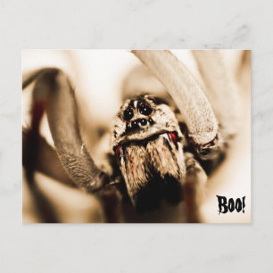 Cartão Postal Aranha Lobo Assustadora
