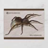 Aranha-Lobo Do Missouri Com Saco De Ovo.