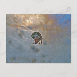 Cartão Postal Aranha na Web