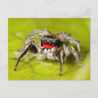 Cartão Postal Aranha Pulando