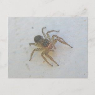 Cartão Postal Aranha Pulando