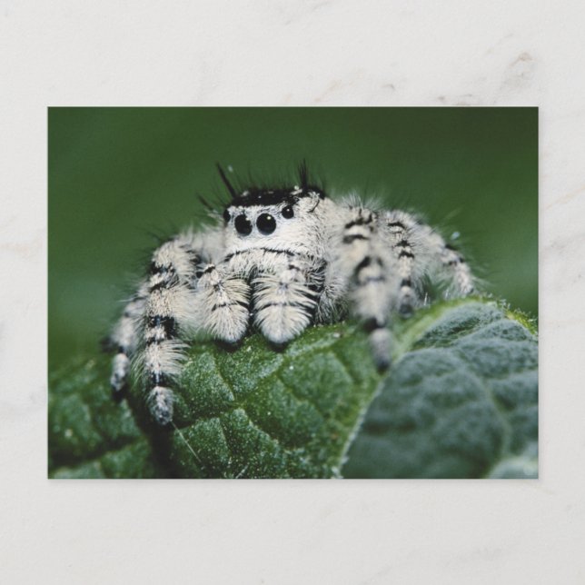 Cartão Postal Aranha Saltadora Metaphid (Frente)
