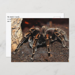 Cartão Postal Aranha Tarantula de joelho achatado