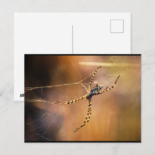 Cartão Postal Aranha-tecedeira-anelada