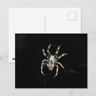 Cartão Postal Aranha Tecelã