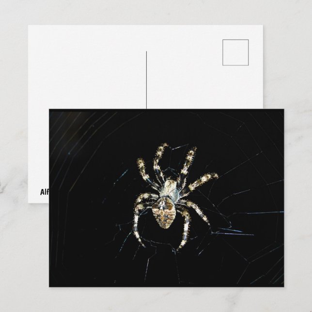 Cartão Postal Aranha Tecelã (Frente/Verso)