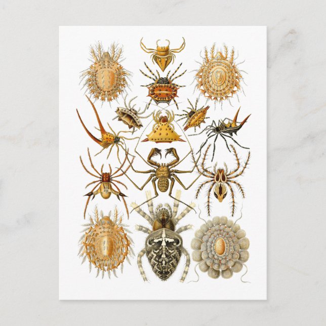 Cartão Postal Aranhas (Frente)