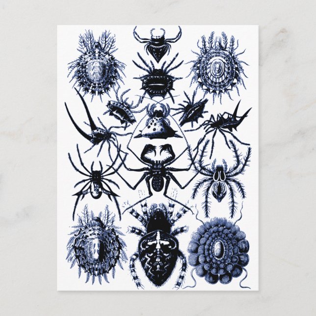 Cartão Postal Aranhas Haeckel Arachnida em Azul (Frente)